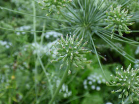 Ammi majus